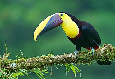 Black-mandibled toucan (Ramphastos ambiguus) sits on mossy branch, Costa Rica, Central America