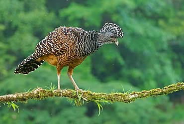 Great curassow (Crax rubra), female, Costa Rica, Central America