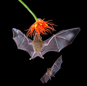 Pallas's long-tongued bats (Glossophaga soricina), approaching a flower at night, eats Necktar, Costa Rica, Central America