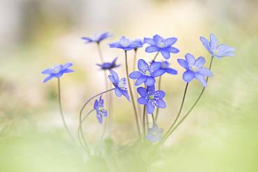 Ordinary Liverwort (Hepatica nobilis), Kalkalpen National Park, Upper Austria, Austria, Europe