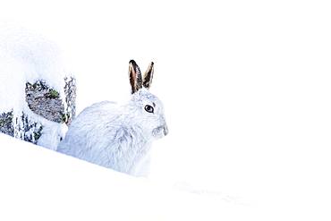 Mountain hare (Lepus timidus) sits in the snow, winter fur, Highlands, Scotland, Great Britain