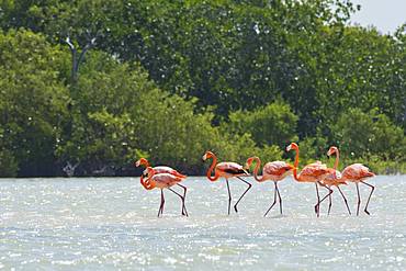 American flamingos (Phoenicopterus ruber), standing in the water, biosphere reserve Ria Lagartos, Yucatan, Mexico, Central America