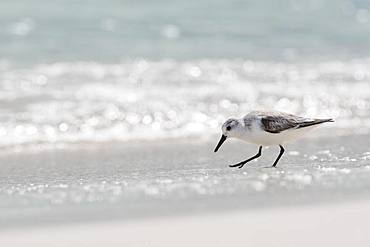 Sanderling (Calidris alba) runs in shallow water, Rio Lagartos, Yucatan, Mexico, Central America