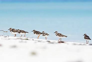 Several Ruddy turnstones (Arenaria interpres) run in a row in the sand, Cayo Santa Maria, Cuba, Central America