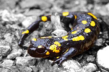 Fire salamander (Salamandra salamandra), Roethelstein, Almenland, Styria, Austria, Europe