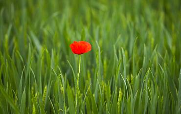 Corn poppy (Papaver rhoeas), single flower in high grass, Styria, Austria, Europe