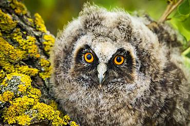 Long-eared owl (Asio otus), juvenile, portrait, Burgenland, Austria, Europe