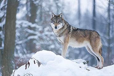 Gray wolf (Canis lupus), wolf standing in the snow, captive, Bavaria, Germany, Europe