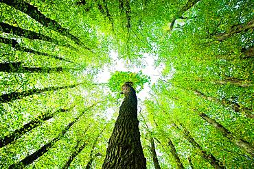 Large Linden trees (Tilia) and Oaks (Quercus) are striving towards the light, view from below into the treetops, Mecklenburg-Western Pomerania, Germany, Europe