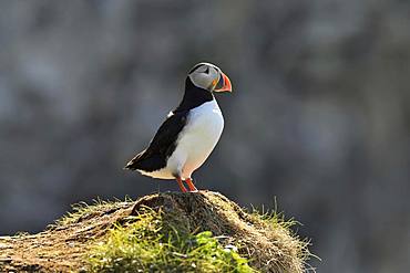 Puffin (Fratercula arctica), standing on hill, Hornoya, Vardoe, Varanger, Norway, Europe