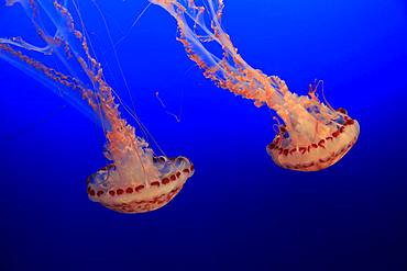 Purple-striped jellyfishes (Chrysaora colorata), in water, California, USA, North America