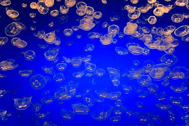 Swarm of Common jellyfish (Aurelia labiata), in water, California, USA, North America