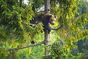 European Brown bear (Ursus arctos) sitting in a tree, National Park Bavarian Forest, Bavaria, Germany, Europe