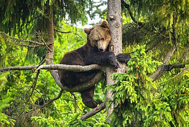 European Brown bear (Ursus arctos) sitting in a tree, National Park Bavarian Forest, Bavaria, Germany, Europe
