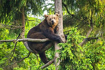 European Brown bear (Ursus arctos) sitting in a tree, National Park Bavarian Forest, Bavaria, Germany, Europe