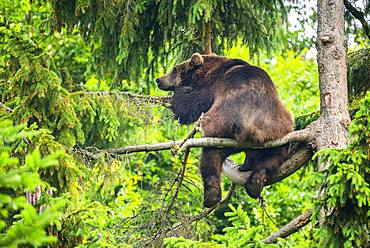 European Brown bear (Ursus arctos) sitting in a tree, National Park Bavarian Forest, Bavaria, Germany, Europe