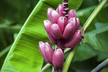 Wild Red banana (Musa velutina), fruit, Costa Rica, Central America