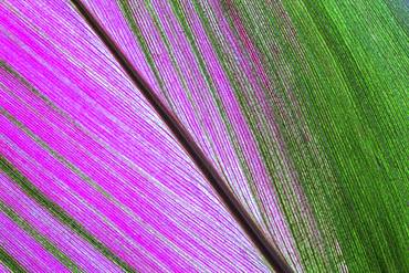 Cordyline (Cordyline), leaf, close-up, Costa Rica, Central America