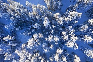 Snow-covered spruce forest, drone shot, Upper Bavaria, Bavaria, Germany, Europe