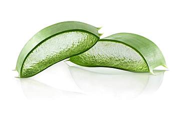 Aloe vera (Aloe vera), cut sheet with gel layer, cutout, white background, Germany, Europe