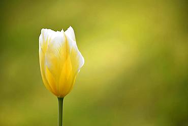 Tulip (Tulipa), yellow blossom, Germany, Europe