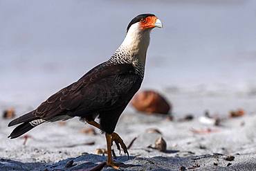 Southern crested caracara (Caracara plancus) runs on sandy beach, Manuel Antonio National Park, Province of Puntarenas, Costa Rica, Central America