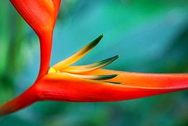 Heliconia (Heliconia psittacorum x spathocircinata), detail view, Costa Rica, Central America