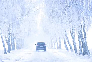 Car driving on snow-covered road through Birken-Allee with hoarfrost and fog, Burgenlandkreis, Saxony-Anhalt, Germany, Europe