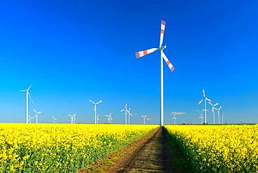 Wind turbines behind blooming rape field, blue sky, Saxony-Anhalt, Germany, Europe