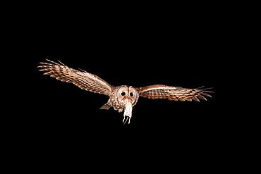 Tawny owl (Strix aluco) flies at night with a Bank vole (Clethrionomys glareolus) in its beak, North Rhine-Westphalia, Germany, Europe