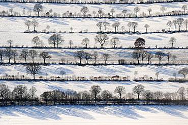 Bushes and Trees in Rows, Winter Landscape, Schleswig Holstein, Germany, Europe