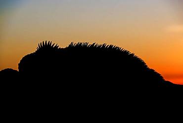 Silhouette, sea lizard (Amblyrhynchus cristatus) at sunset, Floreana Island, Galapagos Islands, Ecuador, South America