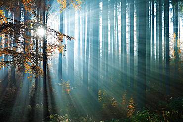 Sun rays shine between tree trunks in the autumn forest, mixed forest of spruce and beech, Mansfeld-Suedharz, Saxony-Anhalt, Germany, Europe