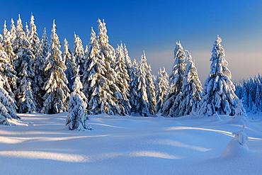 Snow-covered winter landscape, snow-covered spruces, Harz National Park, Saxony-Anhalt, Germany, Europe