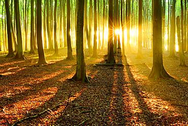 Sun shines brightly through natural beech forest (Fagus sp.), Stubnitz, Jasmund National Park, island Ruegen, Mecklenburg-Western Pomerania, Germany, Europe