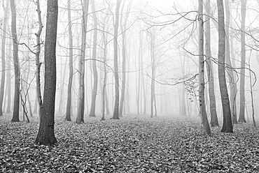 Bald forest in winter, dense fog, black and white, near Naumburg, Saxony-Anhalt, Germany, Europe