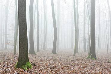 Bald forest in winter, dense fog, near Naumburg, Saxony-Anhalt, Germany, Europe