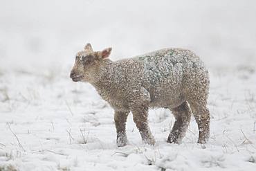 Domestic lamb (Ovis aries) in a snow covered field, Suffolk, England, United Kingdom, Europe