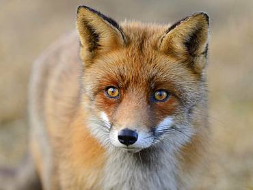 Red fox (Vulpes vulpes), animal portrait, Waterleidingduinen, North Holland, Netherlands