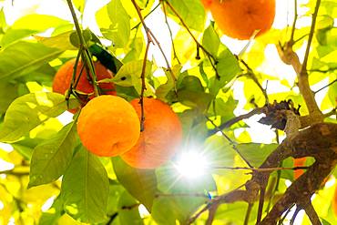 Ripe oranges backlit, Granada, Spain, Europe