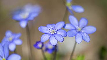 Liverwort (Hepatica nobilis) on forest soil, Lower Austria, Austria, Europe