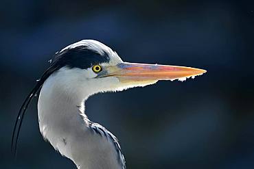 Grey heron (Ardea cinerea), animal portrait, Stuttgart, Baden-Wuerttemberg, Germany, Europe