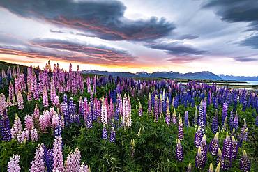 Colorful Large-leaved lupins (Lupinus polyphyllus) at the shore of Lake Tekapo in dramatic light mood, sunset, Canterbury, South Island, New Zealand, Oceania