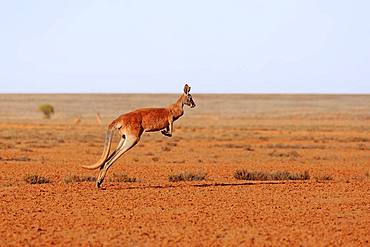 Red kangaroo (Macropus rufus), adult, jumping, wide dry landscape, Sturt National Park, New South Wales, Australia, Oceania