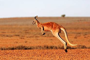 Red kangaroo (Macropus rufus), adult, jumping, wide dry landscape, Sturt National Park, New South Wales, Australia, Oceania