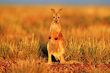 Red kangaroo (Macropus rufus), young standing, vigilant, Sturt National Park, New South Wales, Australia, Oceania