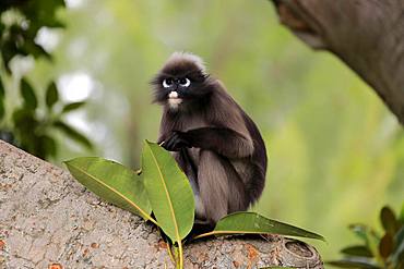 Dusky leaf monkey (Trachypithecus obscurus), adult on tree, captive, Adelaide, South Australia, Australia, Oceania