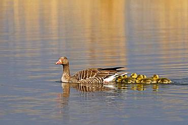 Greylag goose (Anser anser) with chicks, Germany, Europe