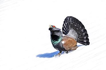 Western capercaillie (Tetrao urogallus), during the courtship display in the snow, Salzburger Land, Austria, Europe