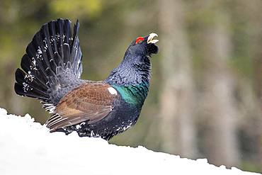 Western capercaillie (Tetrao urogallus), during the courtship display in the snow, Salzburger Land, Austria, Europe